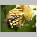 Vespula vulgaris - Gemeine Wespe 08a am Efeu.jpg